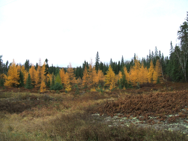 Ontario Big Game Hunting