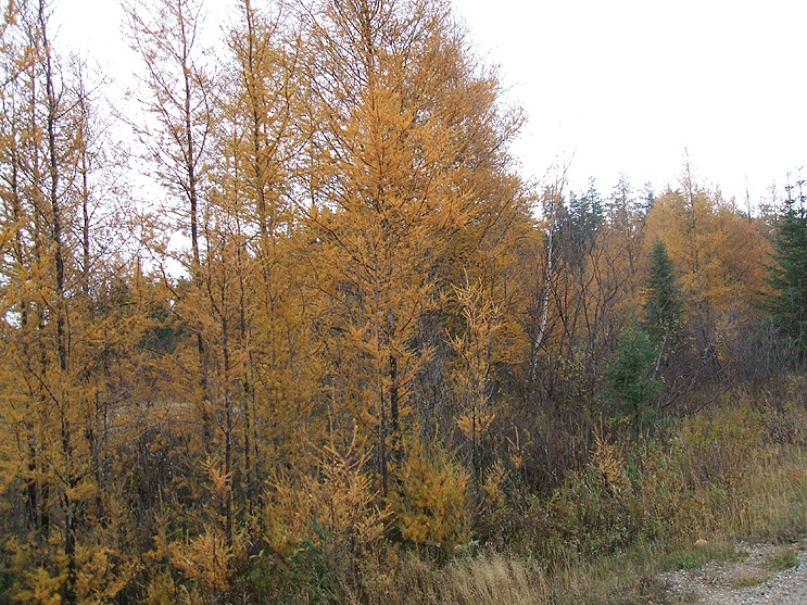 Ontario Big Game Hunting