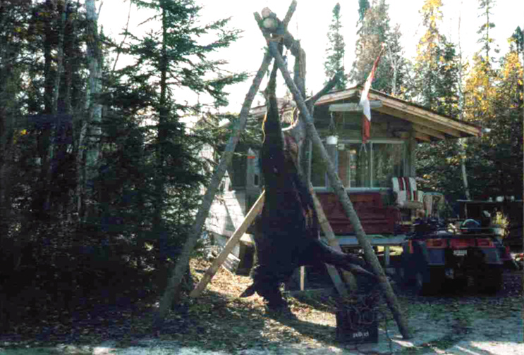 Moose Hunting Ontario