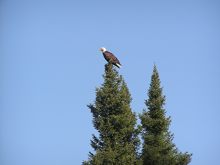 Ontario Wildlife Photos