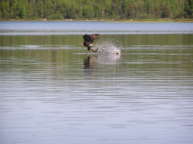 Ontario Wildlife Photos