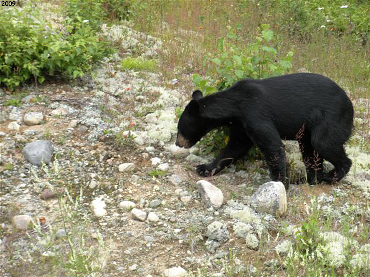 Ontario Wildlife Photos