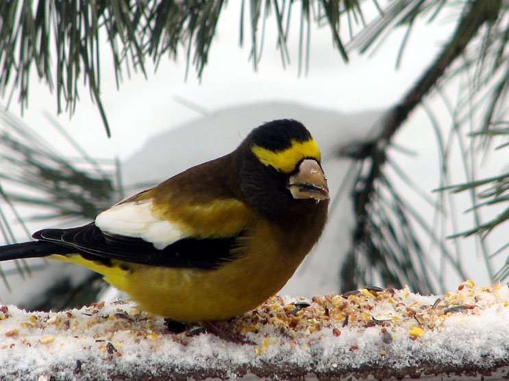 Ontario Wildlife Photos